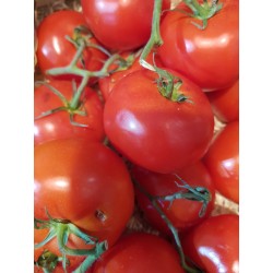 Tomates grappe - 1kg